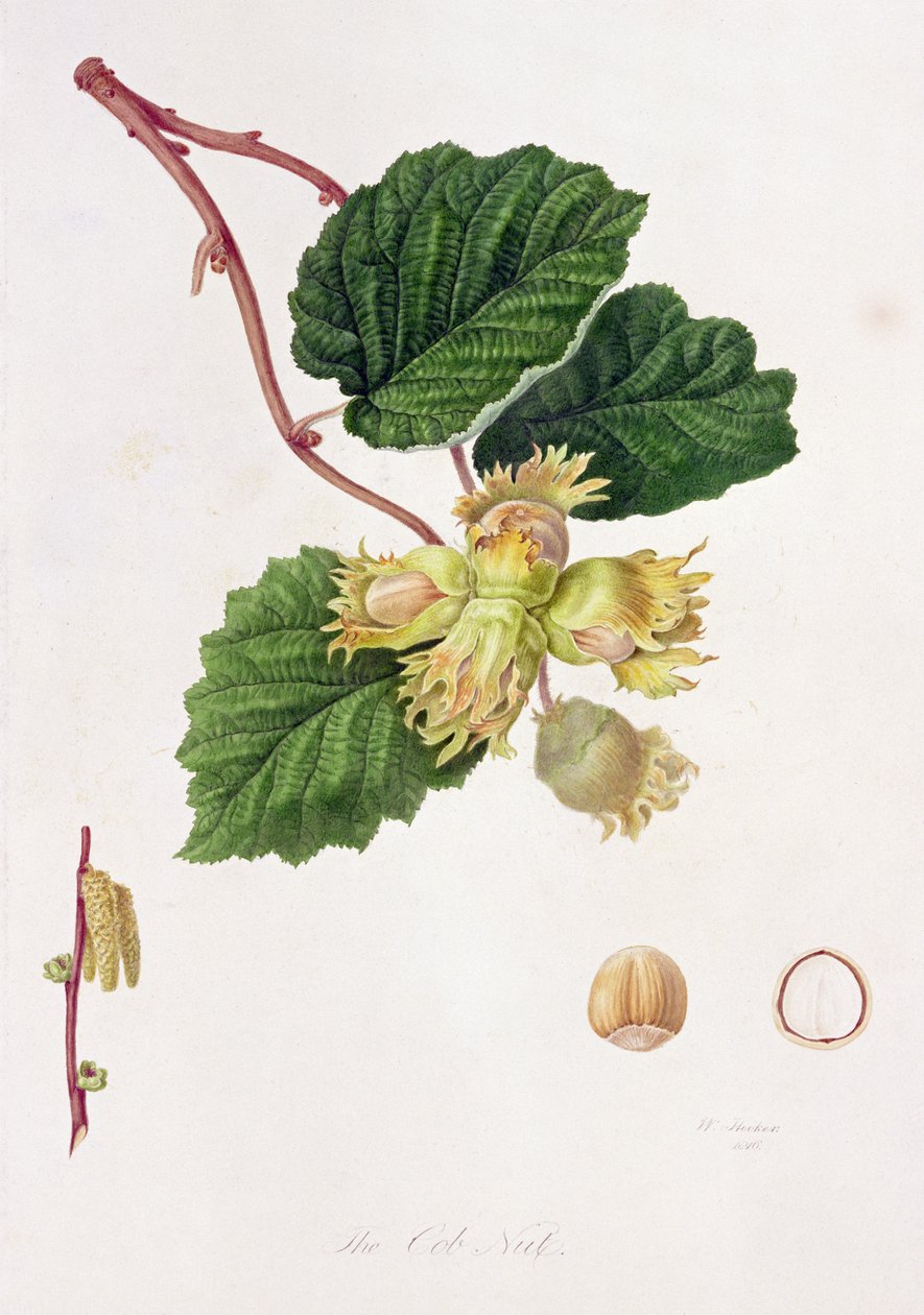 A noz de espiga, 1816 de William Hooker
