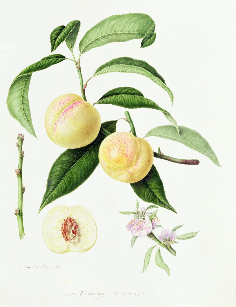 A Nectarina Conudray, 1820 de William Hooker