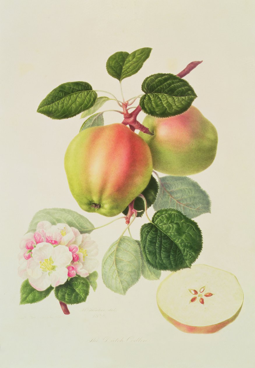 O Codlin holandês, 1820 de William Hooker