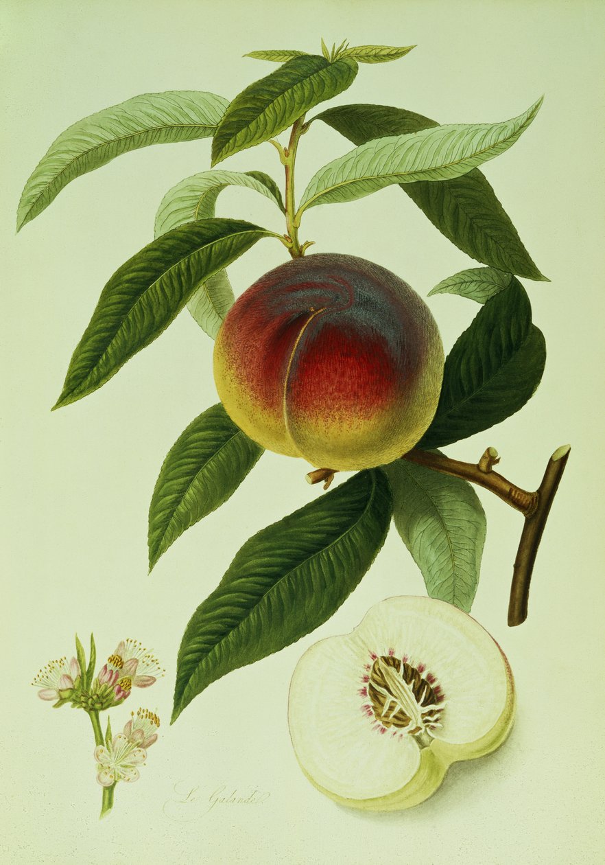 O Galande Peach (litografia a cores) de William Hooker