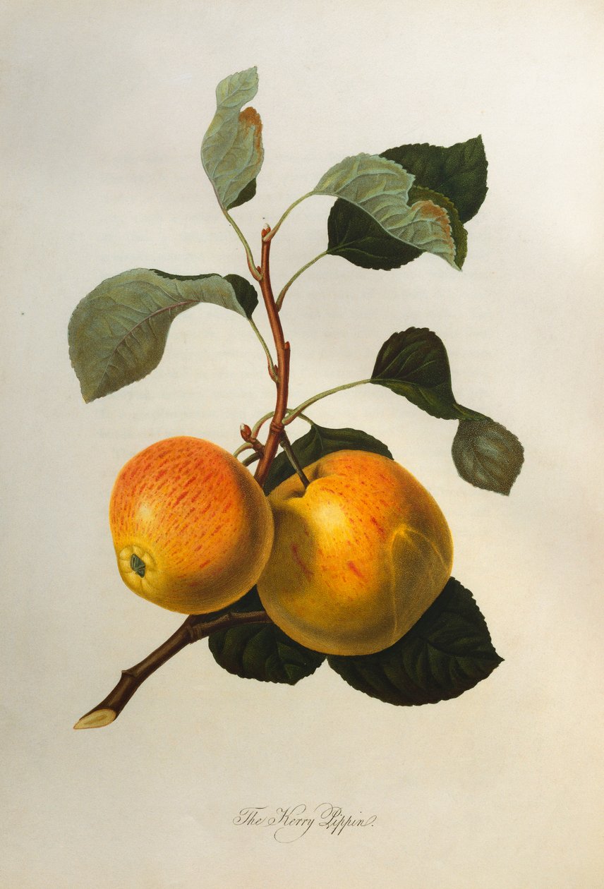 O Kerry Pippin, de "Pomona Londinensis", 1818 de William Hooker