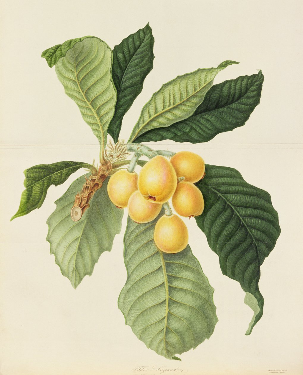 O loquat de William Hooker