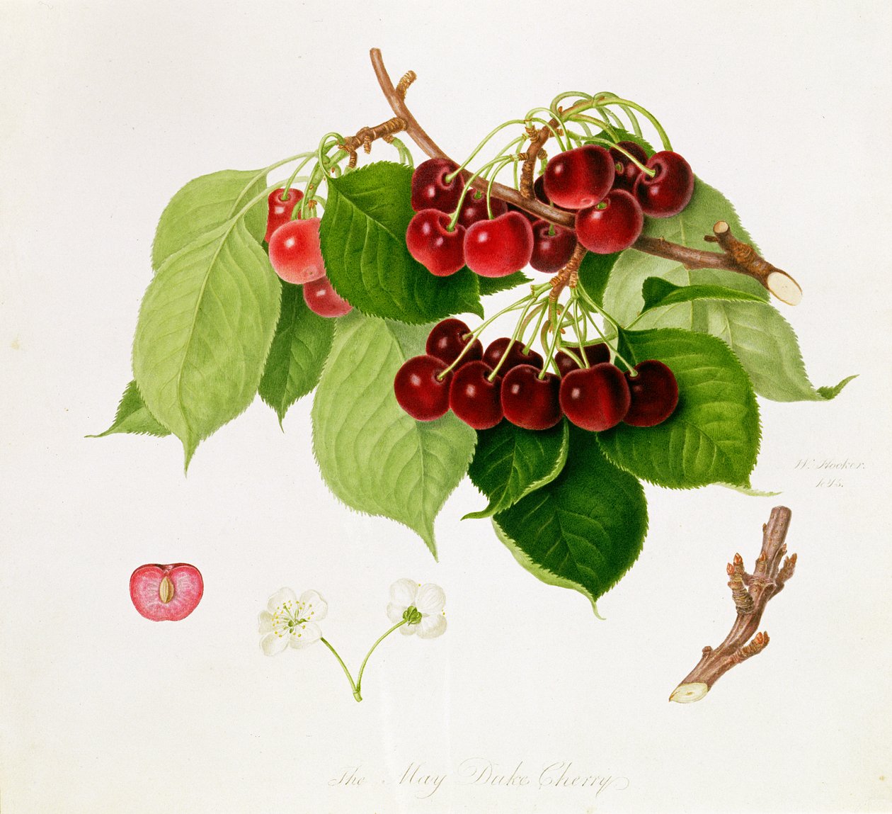 O duque de maio Cherry, 1815 de William Hooker