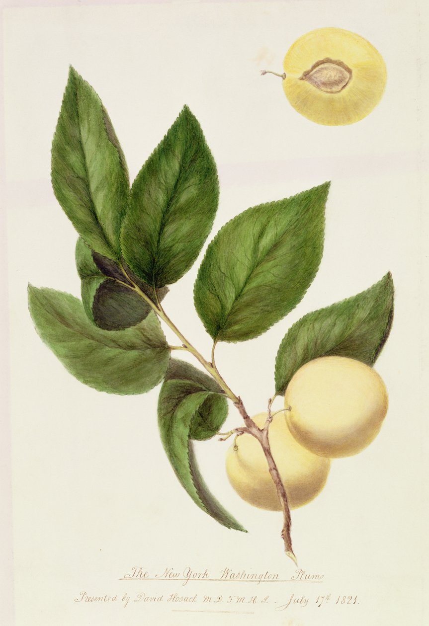 The New York Washington Plum, 1821 de William Hooker