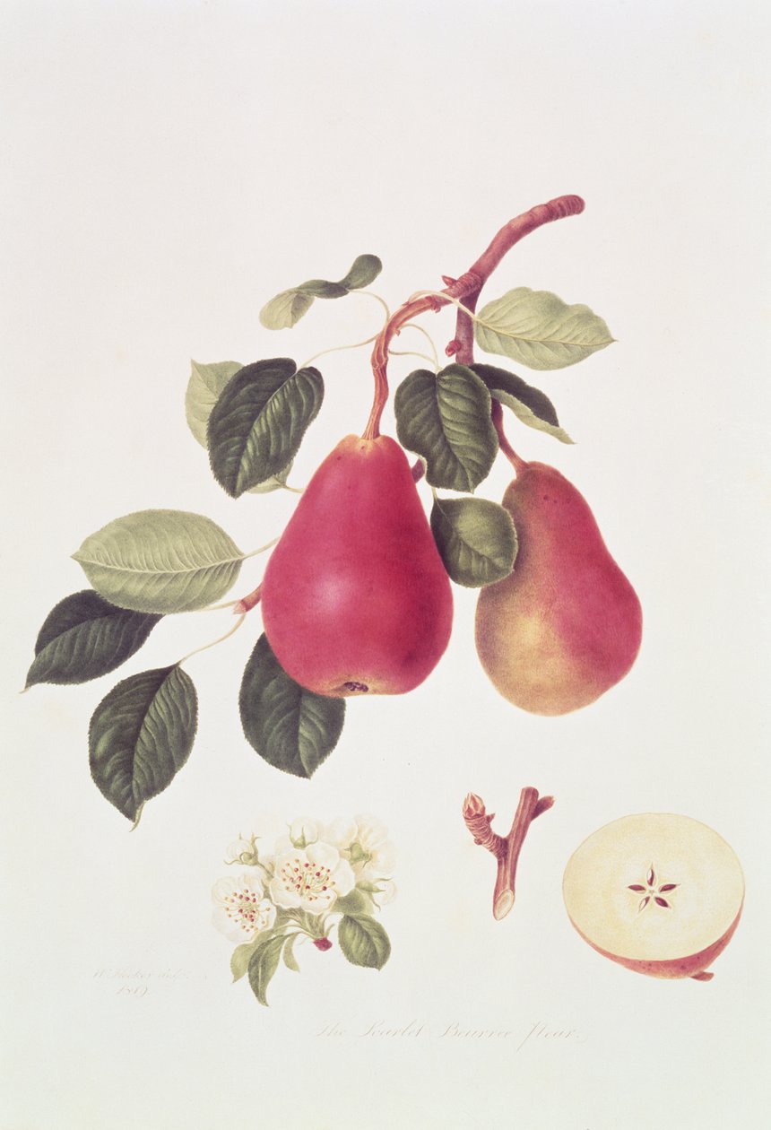 A pêra escarlate de Beurree, 1819 de William Hooker