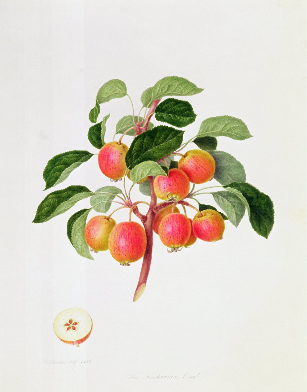 O Tartarian Crab Apple, 1819 de William Hooker