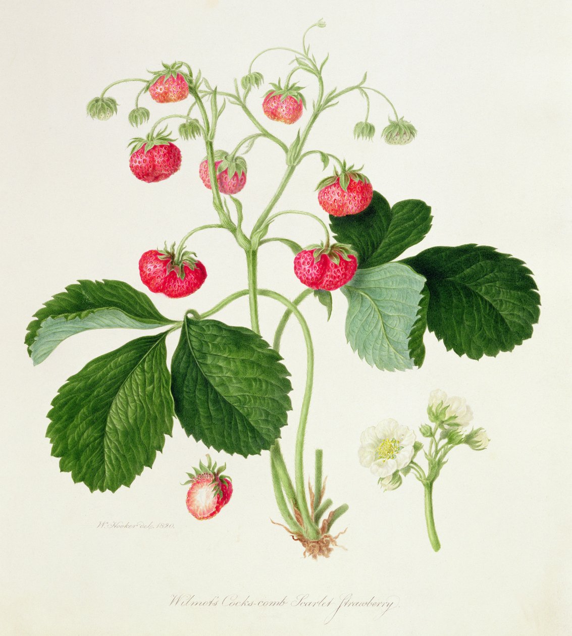 Wilmot&39;s Cocks-Comb Scarlet Morango, 1820 de William Hooker