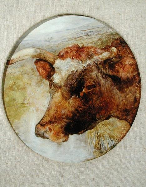 Cabeça de uma Vaca Longhorn de William Huggins