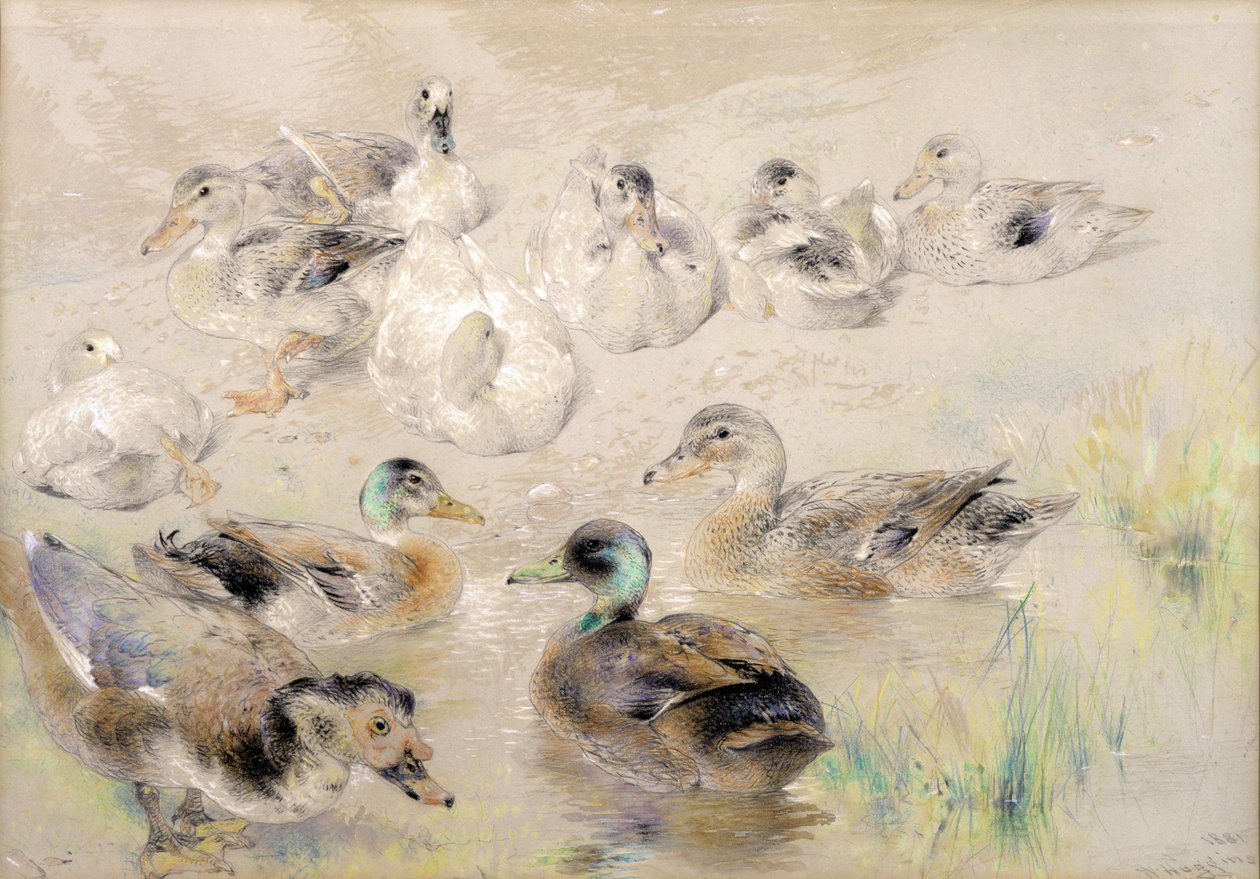 Estudo de Patos de William Huggins