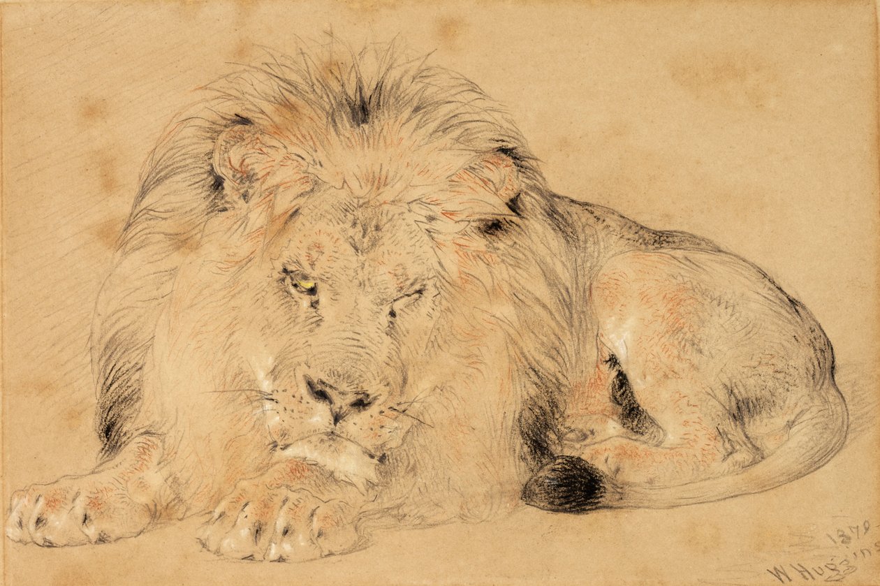 Estudo de um Leão, 1879 (giz no papel) de William Huggins