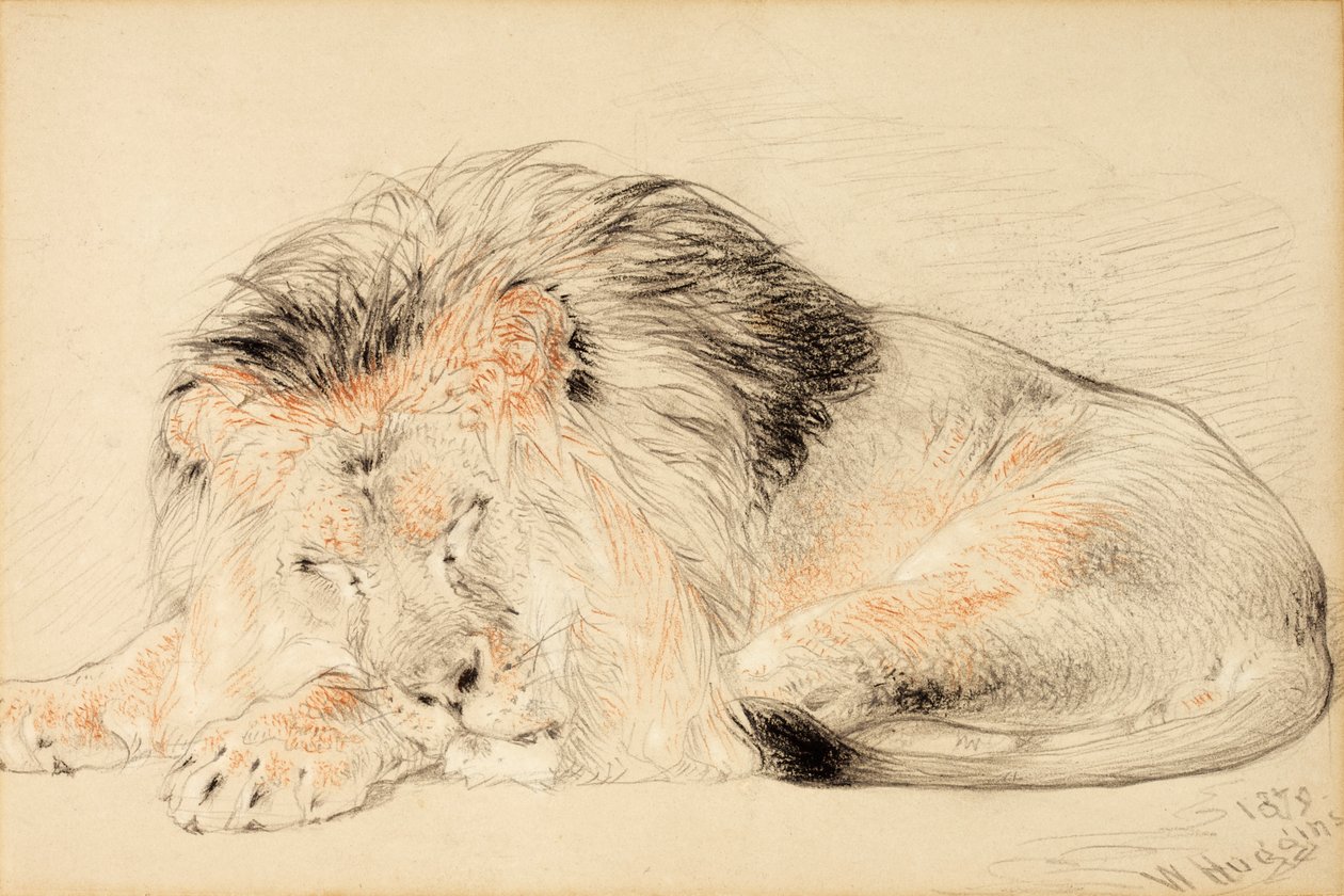 Estudo de um Leão, 1879 (giz no papel) de William Huggins