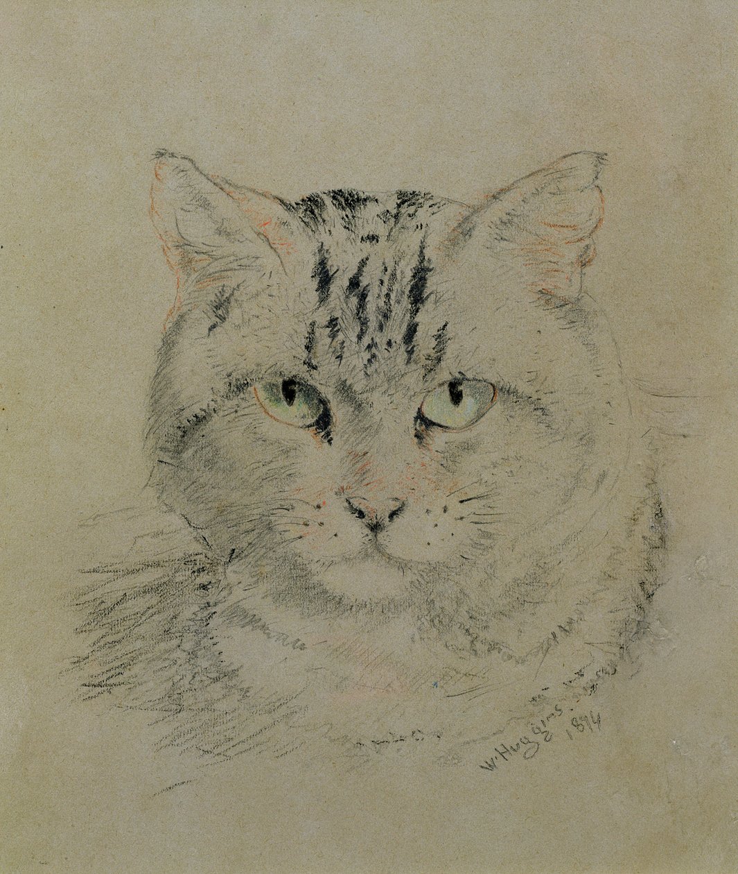 Gato malhado, 1874 (lápis, giz de cera e carvão sobre papel) de William Huggins