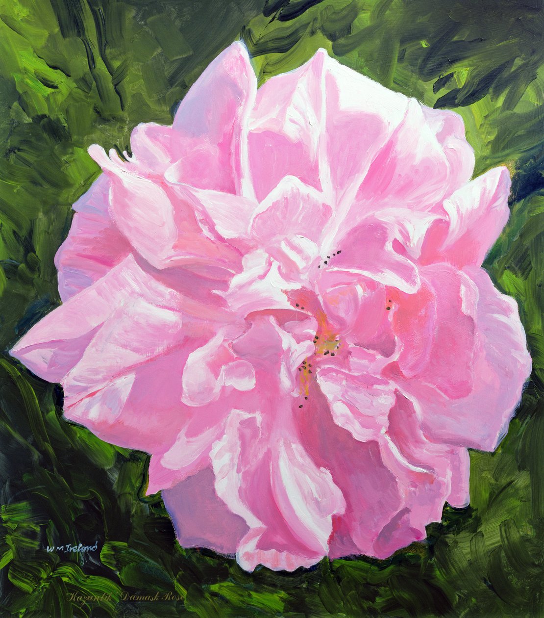 Rosa vitoriana de William Ireland