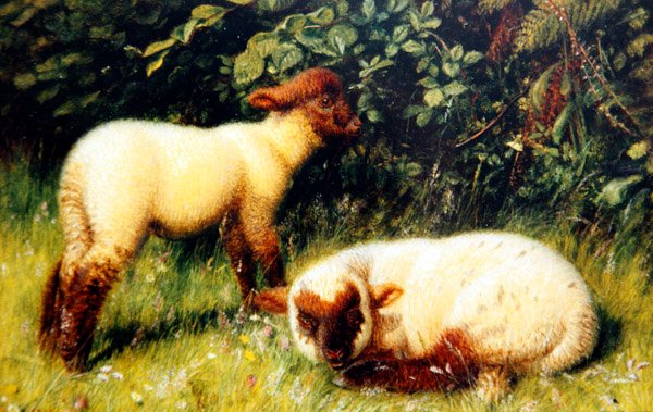 Ovelha, c.1860 (óleo a bordo) de William J. Webbe or Webb