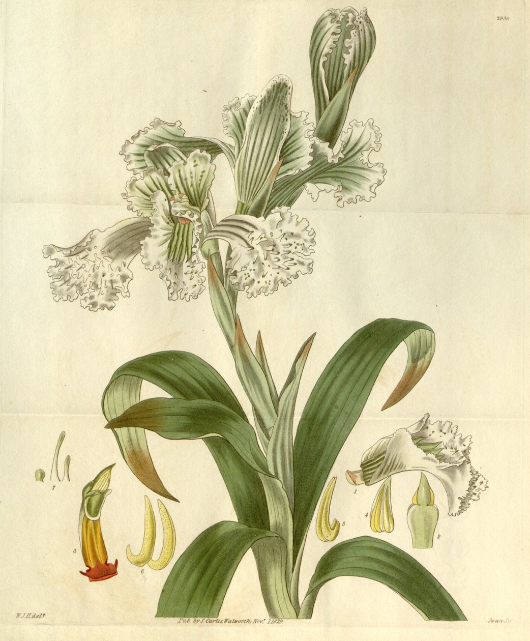 Cloraea bletioides de William Jackson Hooker