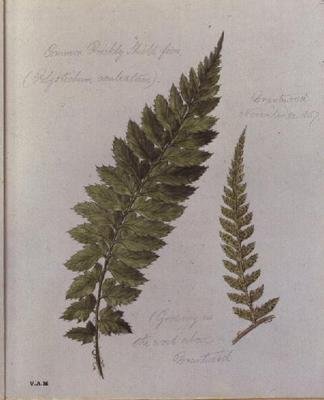 Samambaia comum, pintada em Brantwood, 30 de Novembro de 1857 (aguarela sobre papel) de William James Linton