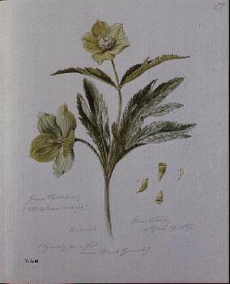 Hellebore verde, pintado em Brantwood de William James Linton