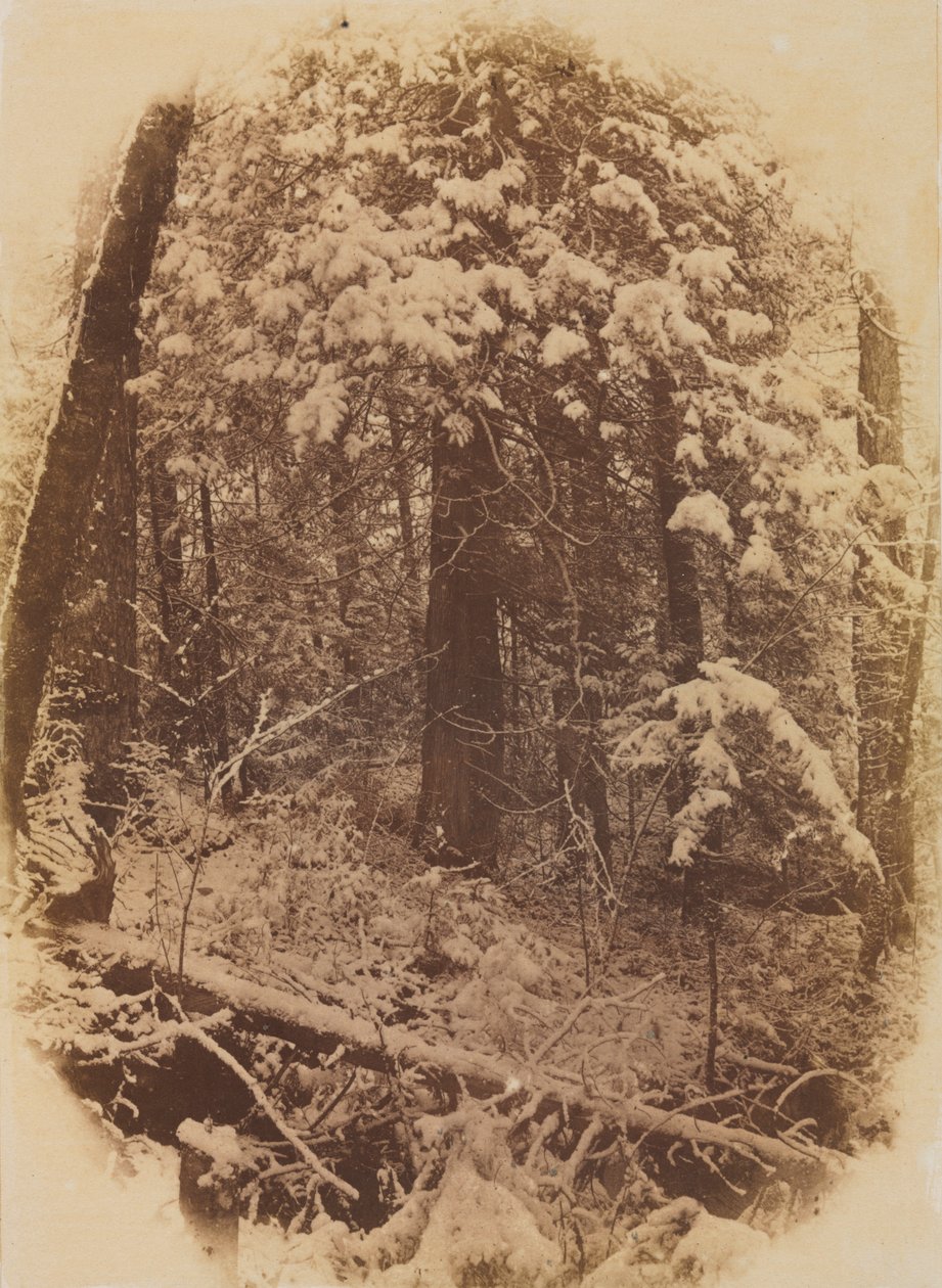 Sem título (Bosques na Neve) de William James Stillman