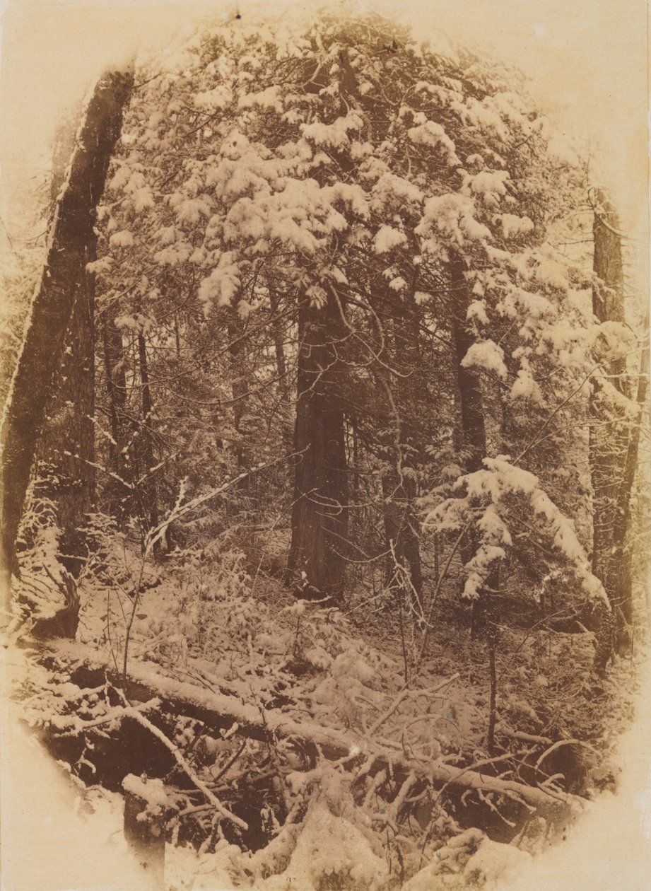 Untitled Woods in Snow, 1859. de William James Stillman