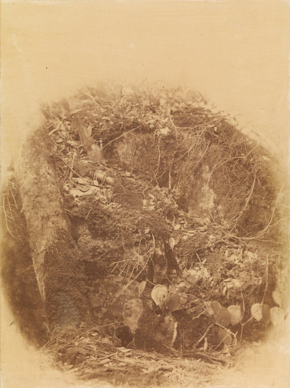 Sem título, da coleção A Floresta: Bosques de Adirondack de William James Stillman