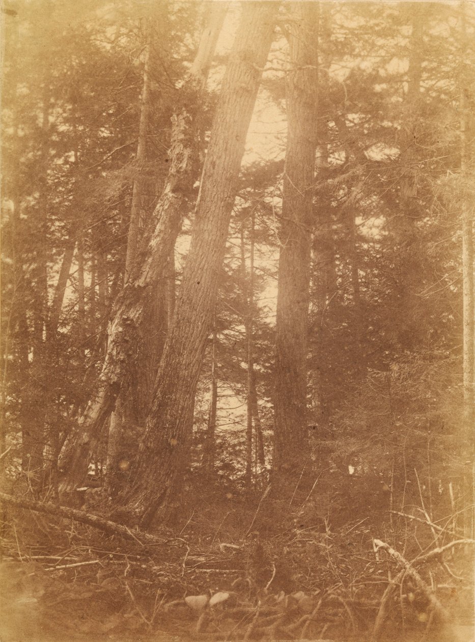 Sem título, da coleção A Floresta: Bosques de Adirondack de William James Stillman