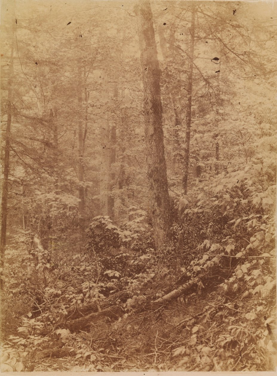 Sem título, da coleção A Floresta: Bosques de Adirondack de William James Stillman