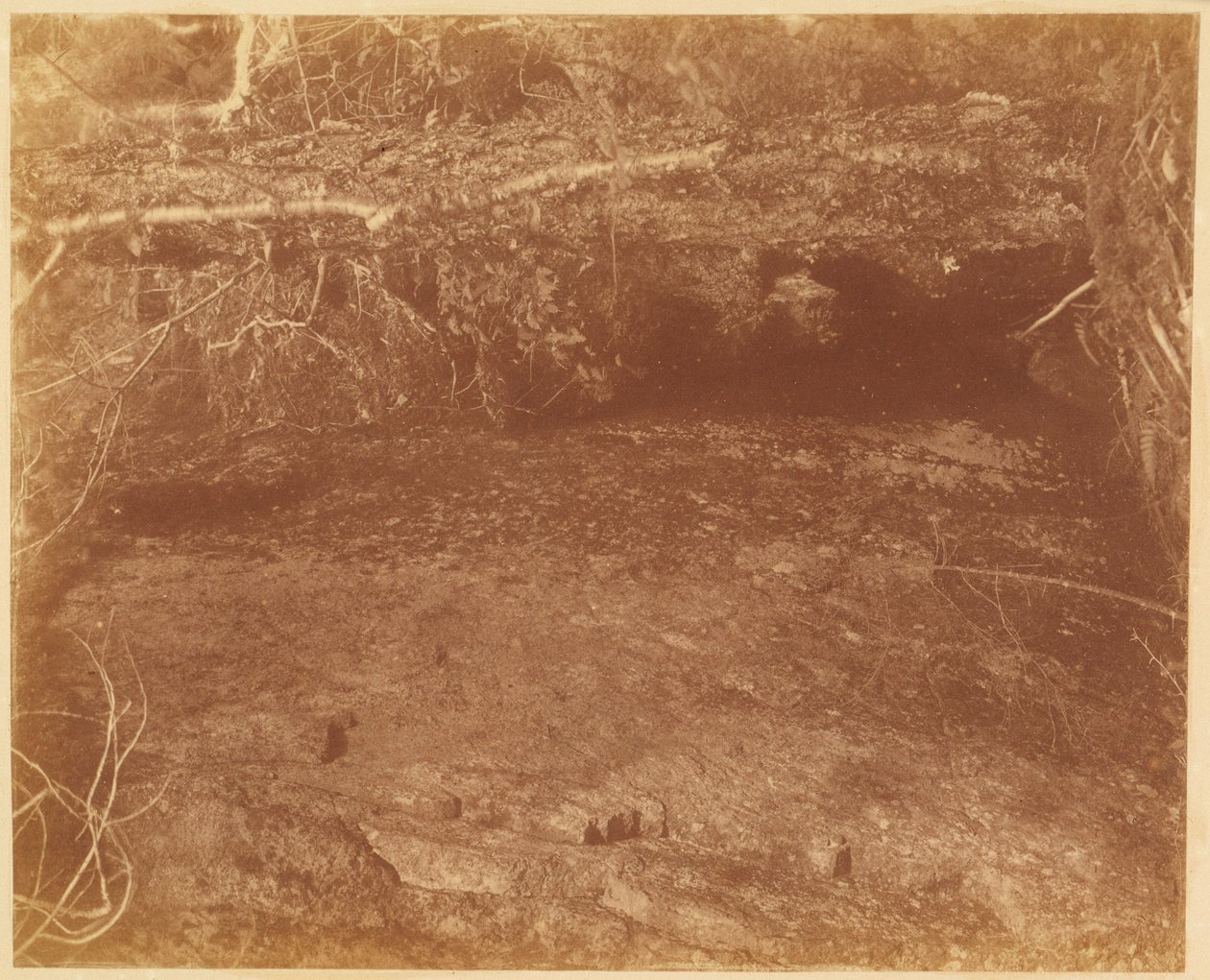 Sem título, da coleção A Floresta: Bosques de Adirondack de William James Stillman