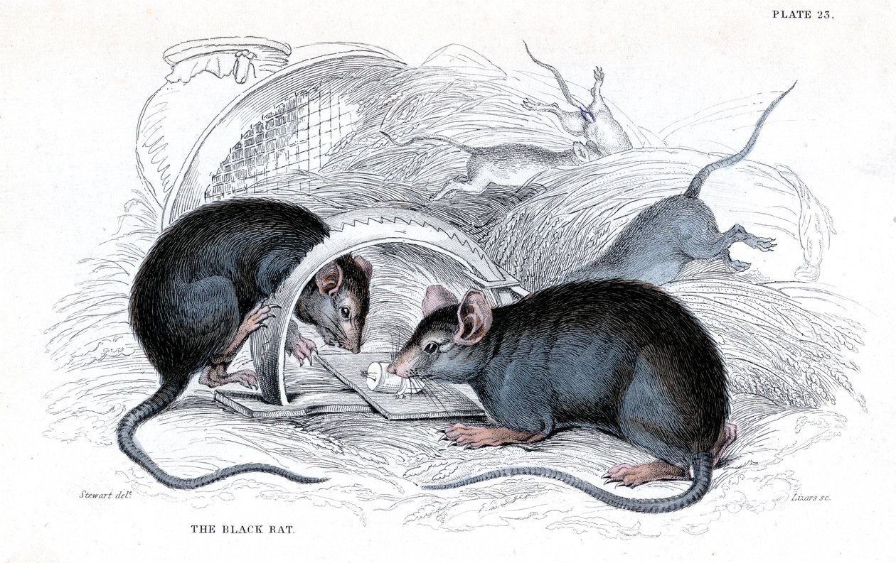 Gravação de rato preto apanhado em armadilha, 1838 de William Jardine