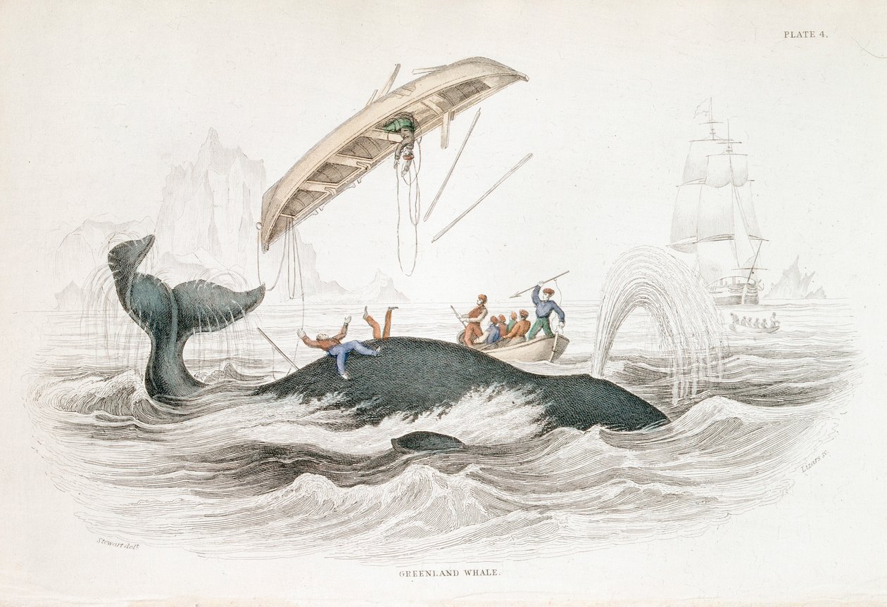 Harpooning a Greenland Whale que atirou um dos barcos atacantes, 1837 de William Jardine