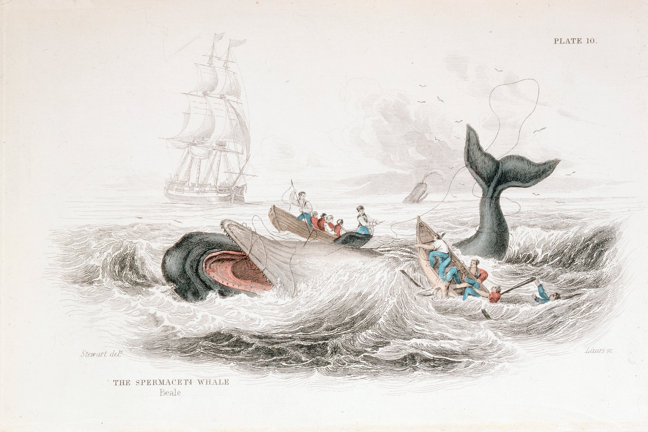Harpooning a Sperm Whale, 1837 de William Jardine