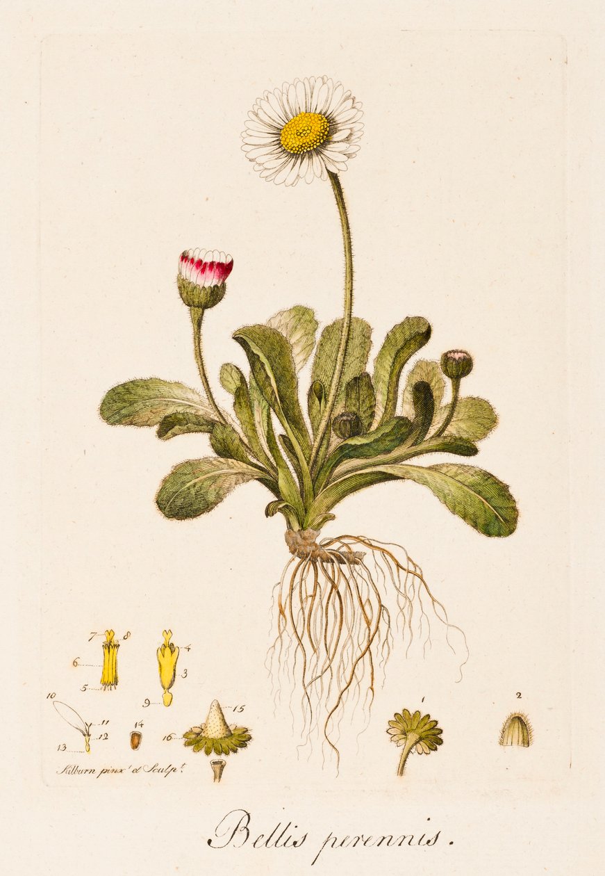 Guerras sem fim, Daisy, c1770-1790 de William Kilburn