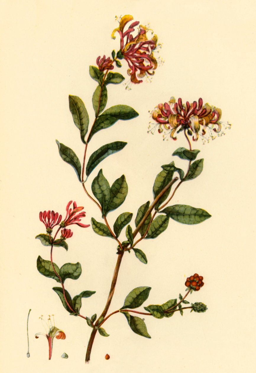 "Honeysuckle", 1777, 1944.   de William Kilburn