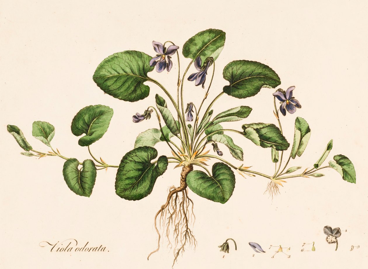 Viola odorata, Sweet Violet, c1770-1790. de William Kilburn