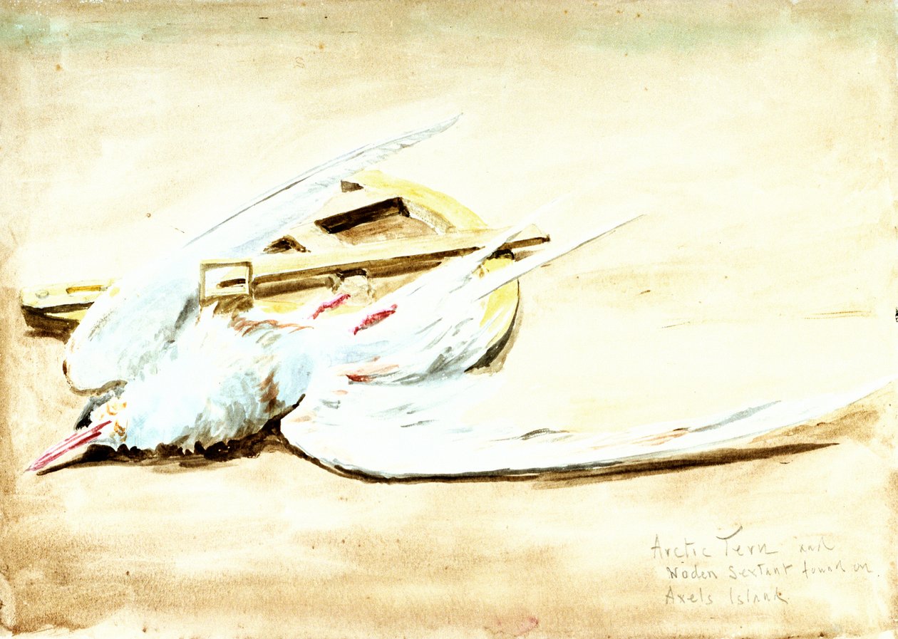 Andorinha-do-mar do Ártico e um sextante de madeira encontrado na ilha de Axel, Spitsbergen, século XX (aguarela) de William Lionel Wyllie
