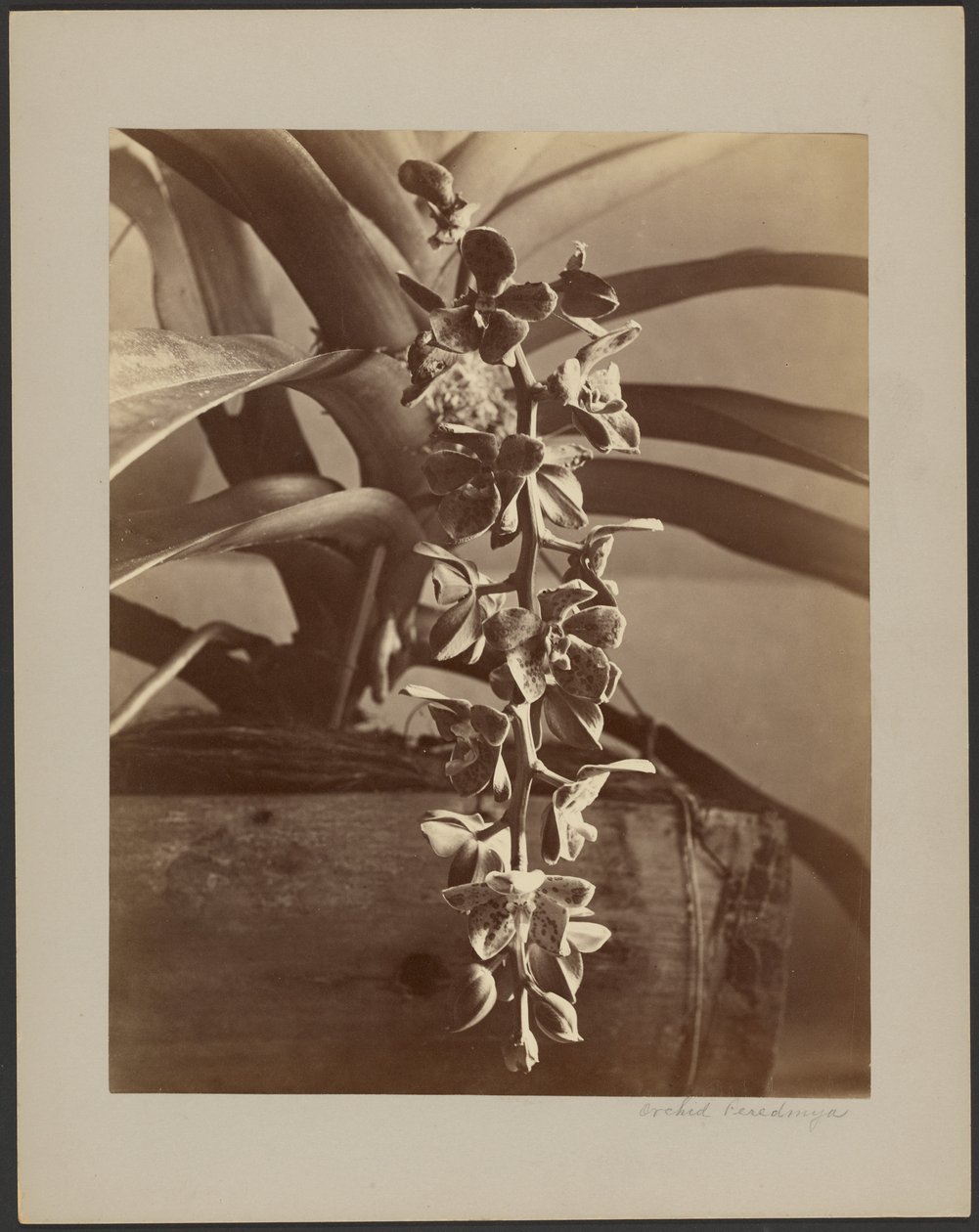 Orquídeas, Ceilão de William Louis Henry Skeen