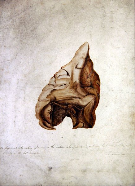 Estudo do Cérebro I, c.1850 (aguarela sobre papel) de William Lover