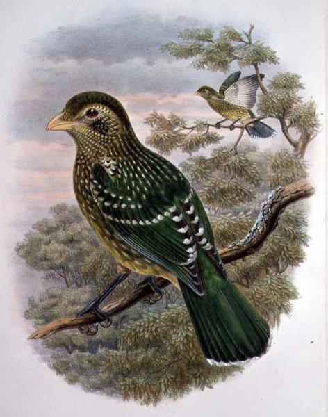 Ailuroedus Crassirostris, Catbird verde (cor litho) de William Matthew Hart