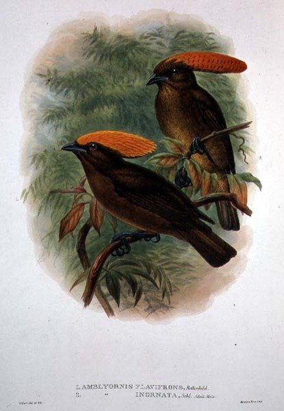 Amblyornis Flavifrons (cor litho) de William Matthew Hart