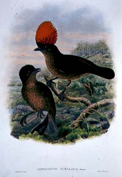 Amblyornis Subalaris (cor litho) de William Matthew Hart