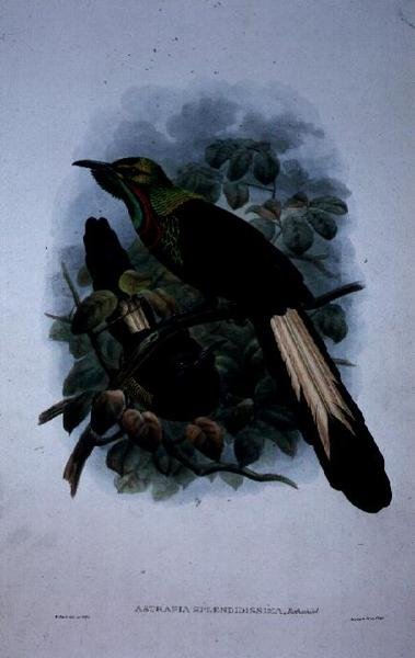 Astrapia Splendidissima (cor litho) de William Matthew Hart