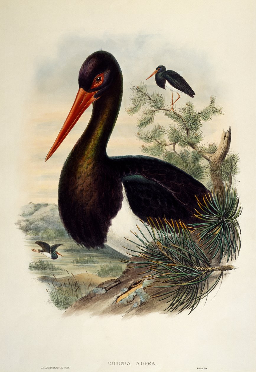 Cegonha-preta (Ciconia nigra), litografia da Birds of Great Britain de William Matthew Hart