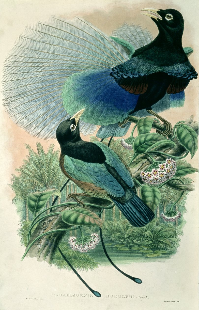 Blue Bird of Paradise (cor litho) de William Matthew Hart