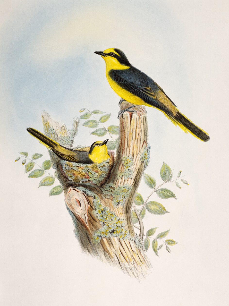 Minivet (Pericrocotus cantonensis), litografia de Pássaros da Ásia de William Matthew Hart