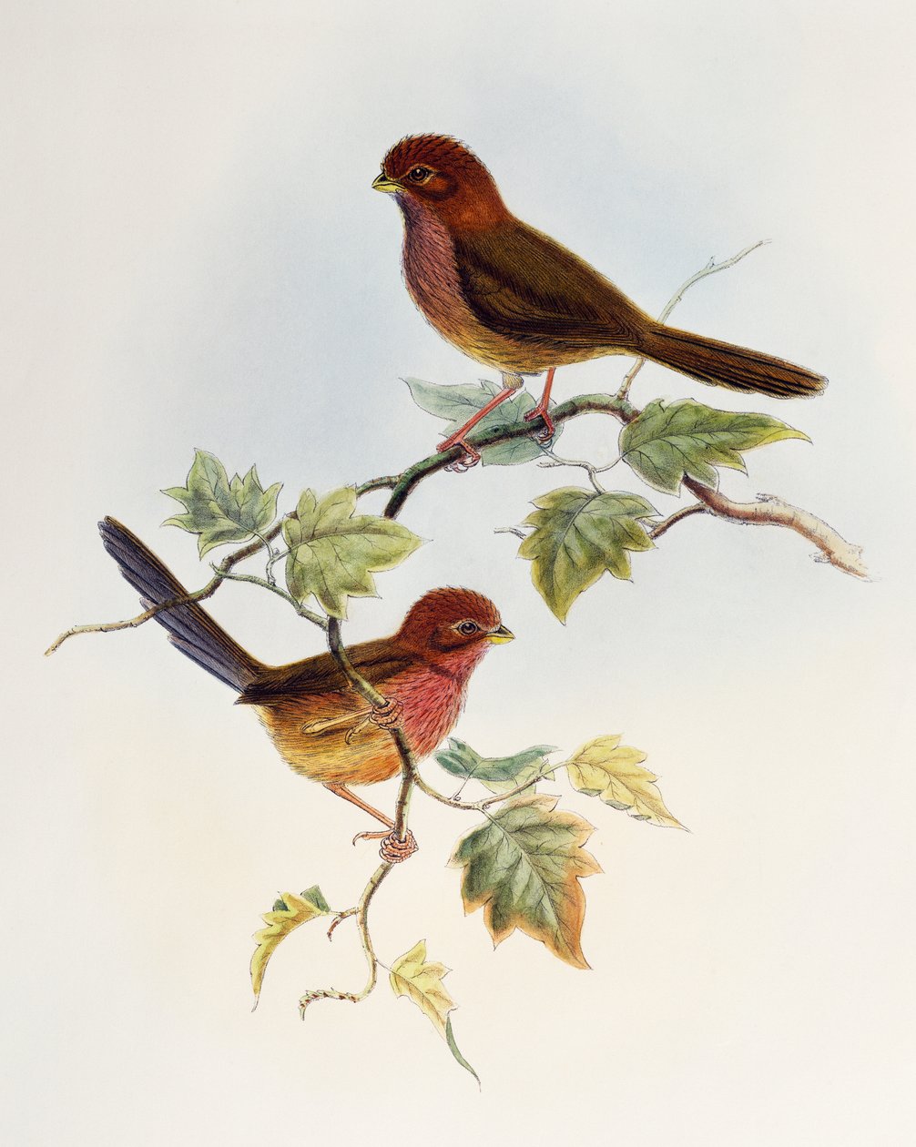 Papagaio de asas castanhas (Paradoxornis brunneus), litografia de Birds of Asia de William Matthew Hart