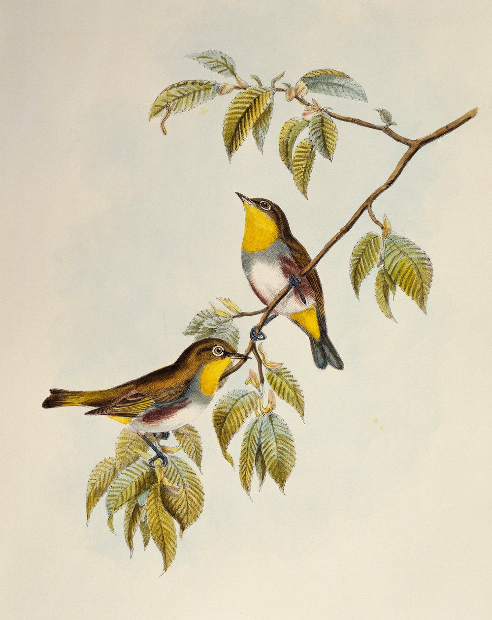 Olho Branco-e-Lanco (Zosterops erythropleurus), litografia de Aves da Ásia de William Matthew Hart