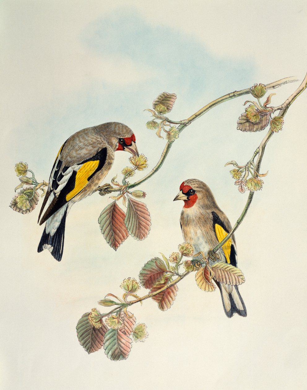 Goldfinch europeu (Carduelis carduelis caniceps), litografia de Birds of Asia de William Matthew Hart