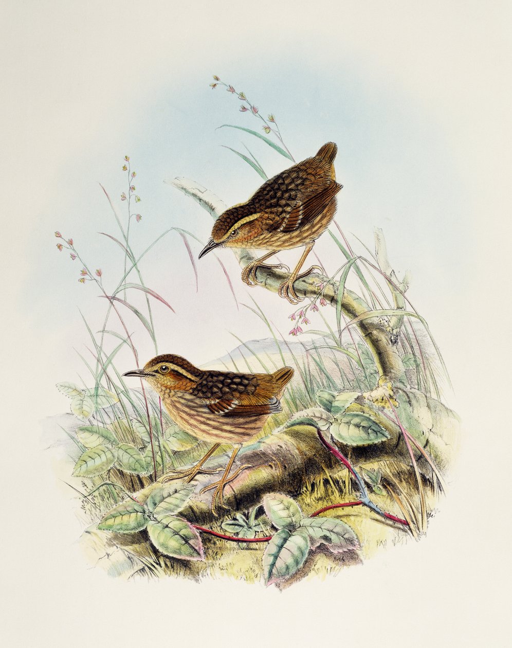 Wren-Babbler de sobrancelhas (Napothera epilepidota), litografia de Birds of Great Britain de William Matthew Hart