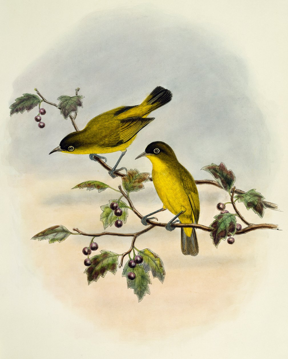 Zosterops uropygialis, gravura de William Matthew Hart (1830-1908), Reino Unido de William Matthew Hart