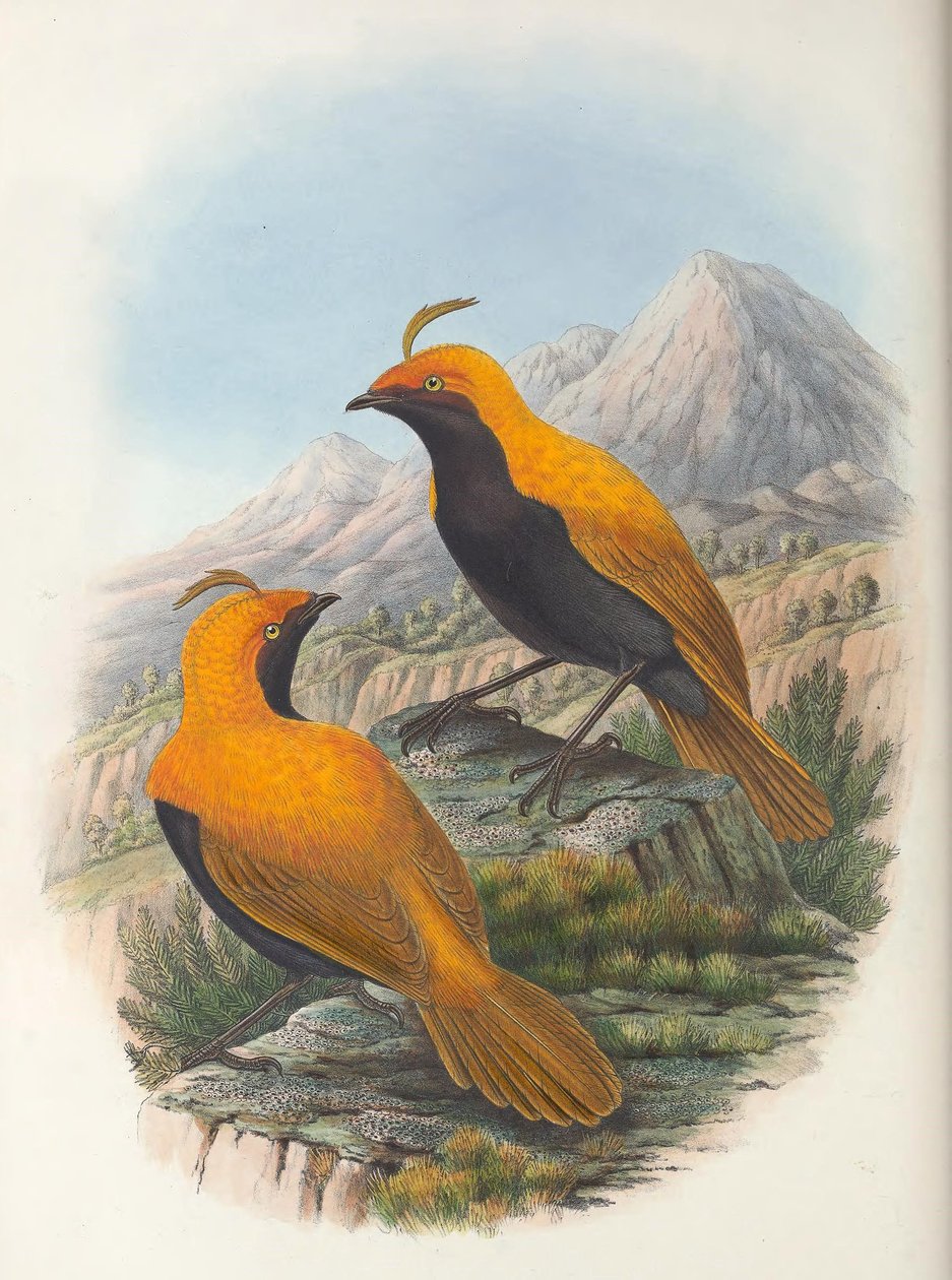 Hart Cnemophilus macgregorii cultura de William Matthew Hart
