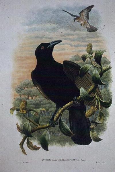Lucocorax Pyrrhopterus, Paradise ou Silky Crow (litho) de William Matthew Hart